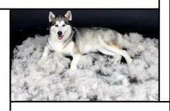 毛質差、過度脫毛？華興重磅推出犬美毛處方糧